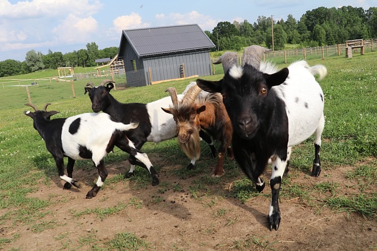 Sadarbībā ar «Avis Latvia» apciemojam jaunatklāto un bērnu sapni «Siguldas ZOO» 319488