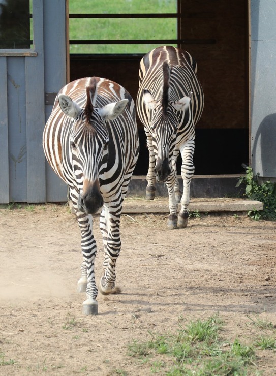 Sadarbībā ar «Avis Latvia» apciemojam jaunatklāto un bērnu sapni «Siguldas ZOO» 319454