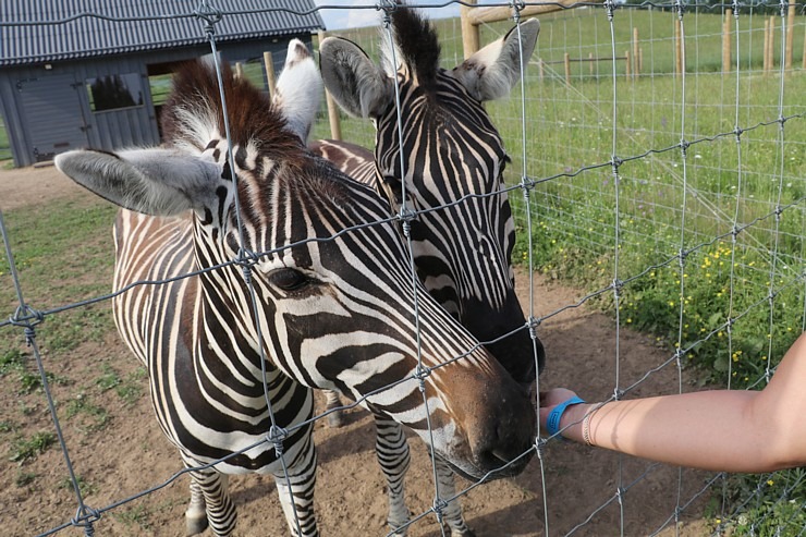 Sadarbībā ar «Avis Latvia» apciemojam jaunatklāto un bērnu sapni «Siguldas ZOO» 319455