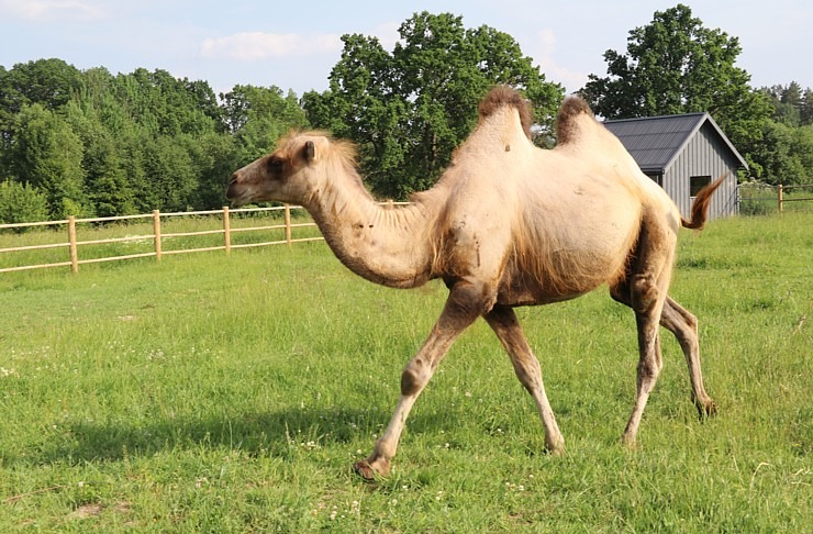 Sadarbībā ar «Avis Latvia» apciemojam jaunatklāto un bērnu sapni «Siguldas ZOO» 319456