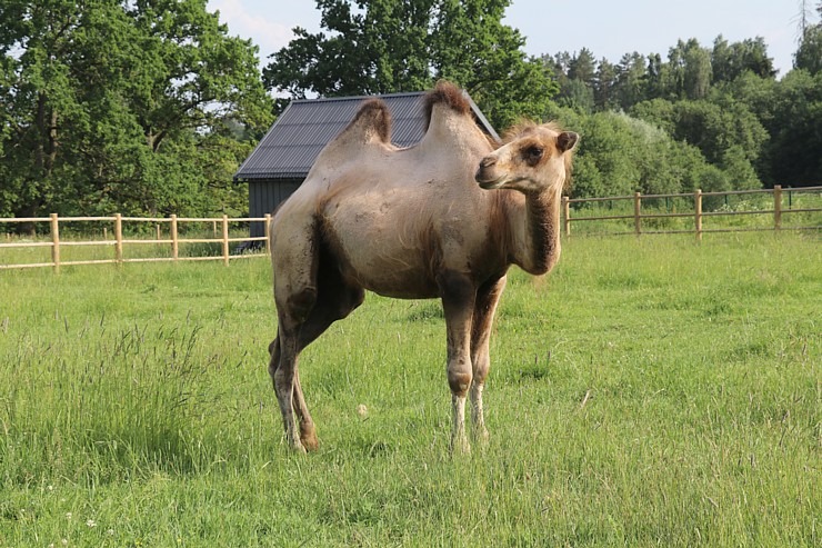 Sadarbībā ar «Avis Latvia» apciemojam jaunatklāto un bērnu sapni «Siguldas ZOO» 319458