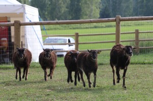 Sadarbībā ar «Avis Latvia» apciemojam jaunatklāto un bērnu sapni «Siguldas ZOO» 17