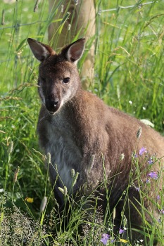 Sadarbībā ar «Avis Latvia» apciemojam jaunatklāto un bērnu sapni «Siguldas ZOO» 25