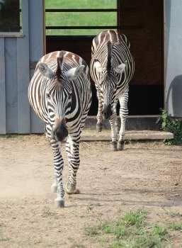 Sadarbībā ar «Avis Latvia» apciemojam jaunatklāto un bērnu sapni «Siguldas ZOO» 4