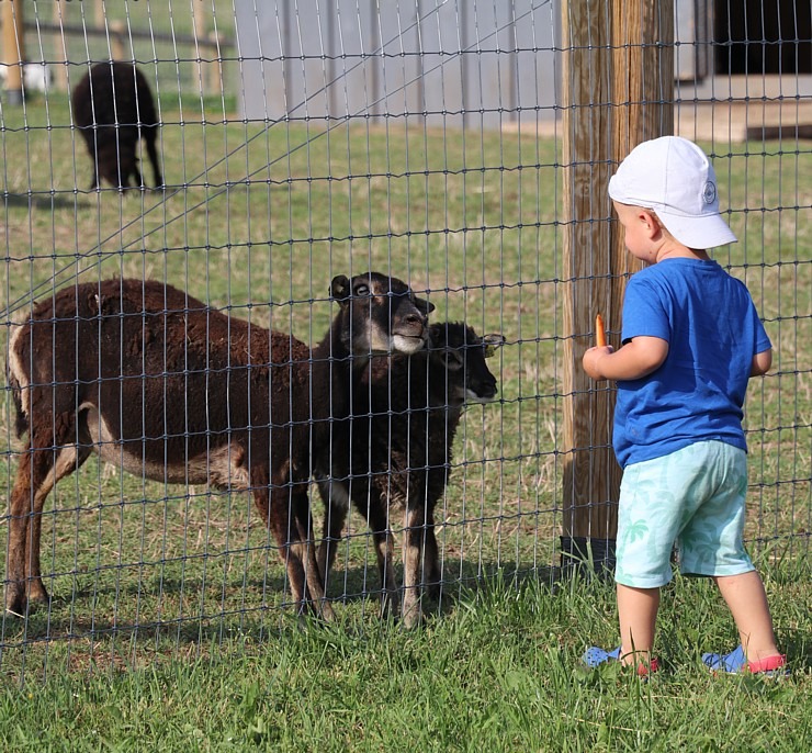 «Siguldas Zoo» piedāvā tiešu kontaktu starp apmeklētāju un dzīvnieku 319596