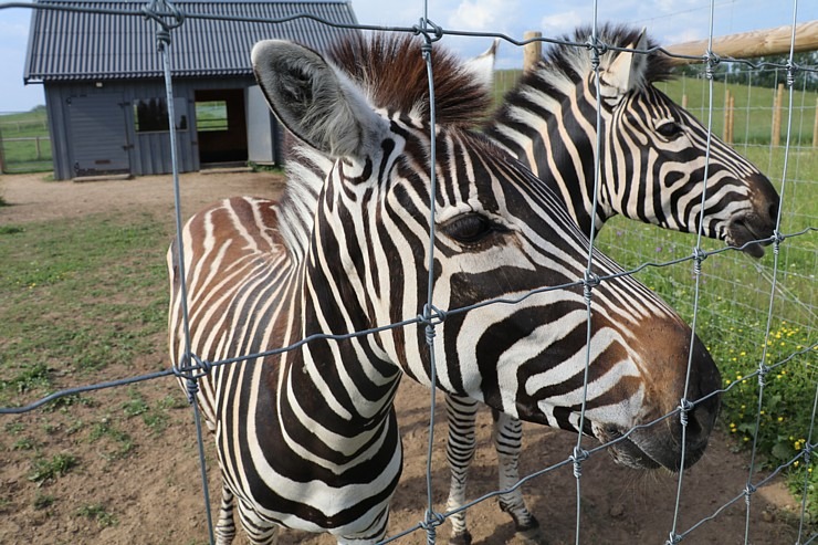 «Siguldas Zoo» piedāvā tiešu kontaktu starp apmeklētāju un dzīvnieku 319599