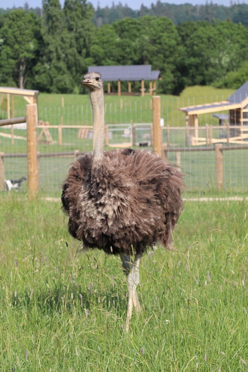 «Siguldas Zoo» piedāvā tiešu kontaktu starp apmeklētāju un dzīvnieku 319611