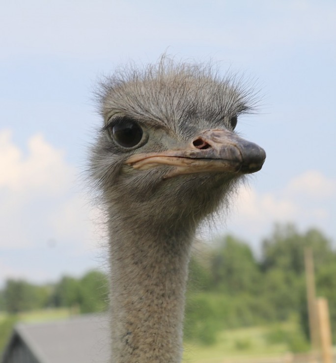 «Siguldas Zoo» piedāvā tiešu kontaktu starp apmeklētāju un dzīvnieku 319612