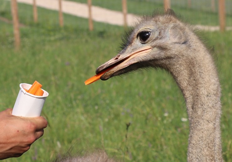 «Siguldas Zoo» piedāvā tiešu kontaktu starp apmeklētāju un dzīvnieku 319613