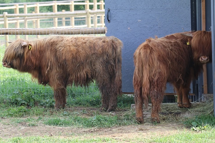 «Siguldas Zoo» piedāvā tiešu kontaktu starp apmeklētāju un dzīvnieku 319589