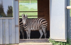 «Siguldas Zoo» piedāvā tiešu kontaktu starp apmeklētāju un dzīvnieku 18