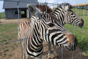 «Siguldas Zoo» piedāvā tiešu kontaktu starp apmeklētāju un dzīvnieku 19