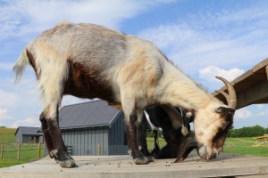 «Siguldas Zoo» piedāvā tiešu kontaktu starp apmeklētāju un dzīvnieku 1