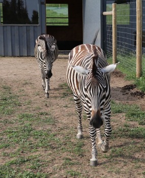 «Siguldas Zoo» piedāvā tiešu kontaktu starp apmeklētāju un dzīvnieku 20