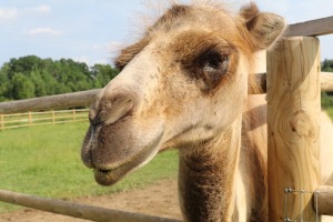 «Siguldas Zoo» piedāvā tiešu kontaktu starp apmeklētāju un dzīvnieku 22