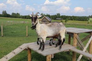 «Siguldas Zoo» piedāvā tiešu kontaktu starp apmeklētāju un dzīvnieku 3