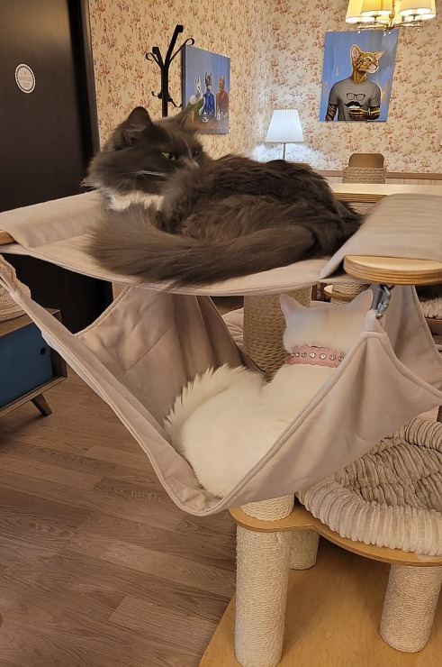 Travelnews.lv apmeklē Viļņas kafejnīcu ar kaķiem «Cat Cafe» Foto: Marta Mackeviča 320495