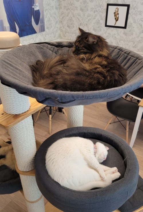 Travelnews.lv apmeklē Viļņas kafejnīcu ar kaķiem «Cat Cafe» Foto: Marta Mackeviča 320498