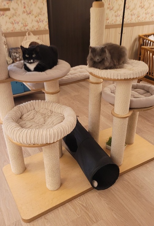 Travelnews.lv apmeklē Viļņas kafejnīcu ar kaķiem «Cat Cafe» Foto: Marta Mackeviča 320499