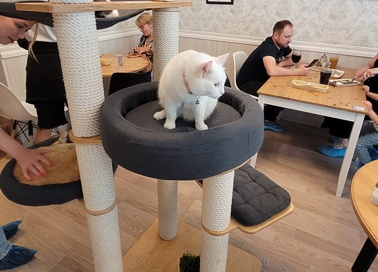 Travelnews.lv apmeklē Viļņas kafejnīcu ar kaķiem «Cat Cafe» Foto: Marta Mackeviča 320506