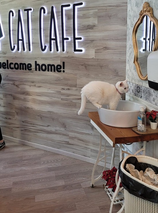 Travelnews.lv apmeklē Viļņas kafejnīcu ar kaķiem «Cat Cafe» Foto: Marta Mackeviča 320507
