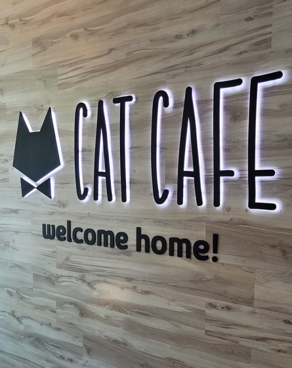 Travelnews.lv apmeklē Viļņas kafejnīcu ar kaķiem «Cat Cafe» Foto: Marta Mackeviča 320508