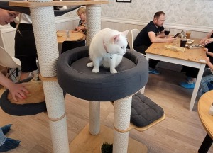Travelnews.lv apmeklē Viļņas kafejnīcu ar kaķiem «Cat Cafe» Foto: Marta Mackeviča 23