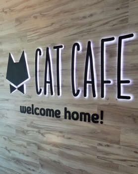 Travelnews.lv apmeklē Viļņas kafejnīcu ar kaķiem «Cat Cafe» Foto: Marta Mackeviča 25