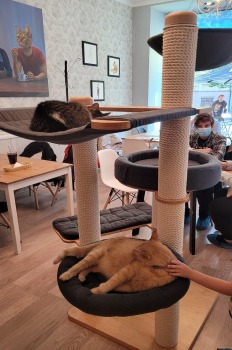 Travelnews.lv apmeklē Viļņas kafejnīcu ar kaķiem «Cat Cafe» Foto: Marta Mackeviča 4