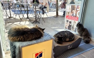 Travelnews.lv apmeklē Viļņas kafejnīcu ar kaķiem «Cat Cafe» Foto: Marta Mackeviča 5