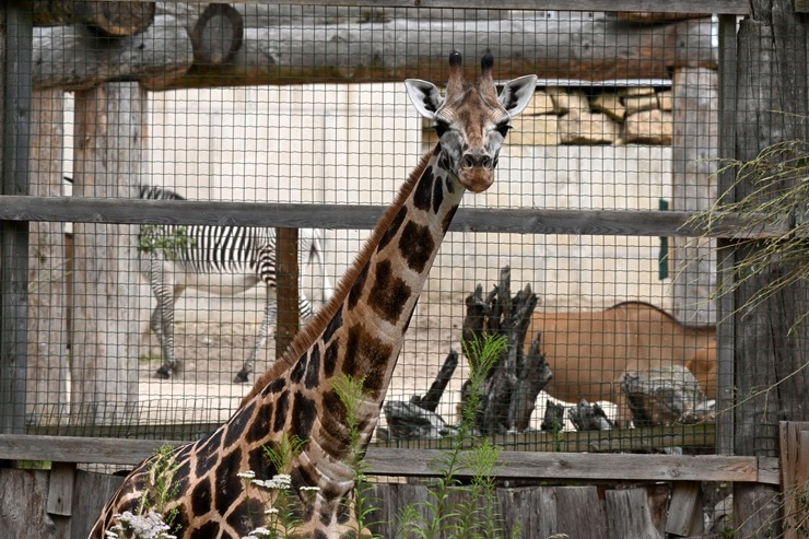 Omulīgā gaisotnē Rīgas Zoodārza žirafes Vakilija un Kimi svin savas jubilejas 321853
