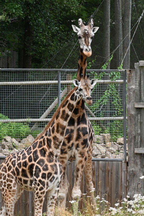 Omulīgā gaisotnē Rīgas Zoodārza žirafes Vakilija un Kimi svin savas jubilejas 321863