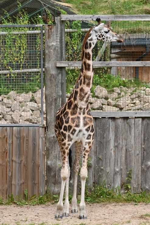 Omulīgā gaisotnē Rīgas Zoodārza žirafes Vakilija un Kimi svin savas jubilejas 321868
