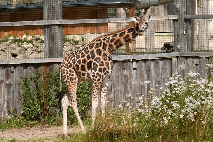 Omulīgā gaisotnē Rīgas Zoodārza žirafes Vakilija un Kimi svin savas jubilejas 321857