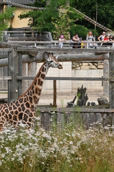 Omulīgā gaisotnē Rīgas Zoodārza žirafes Vakilija un Kimi svin savas jubilejas 13