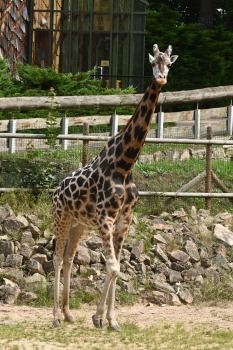 Omulīgā gaisotnē Rīgas Zoodārza žirafes Vakilija un Kimi svin savas jubilejas 4