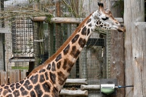 Omulīgā gaisotnē Rīgas Zoodārza žirafes Vakilija un Kimi svin savas jubilejas 9