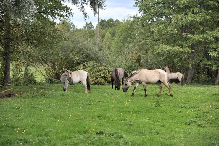 Piedāvājam TOP 20 idejas rudens baudīšanai Augšdaugavas novadā. 323488