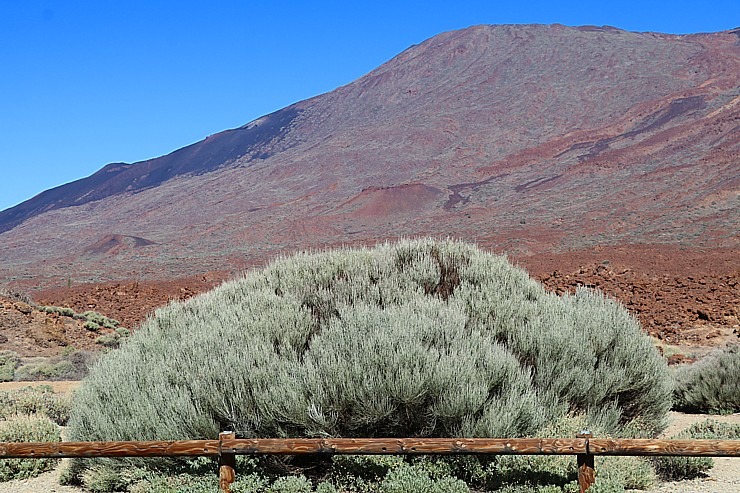 Travelnews.lv apmeklē Teides vulkāna piekāji Tenerifes salā. Sadarbībā ar Tez Tour un airBaltic 329341