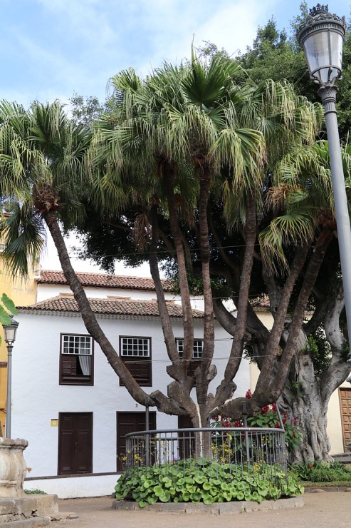 Apmeklējam Tenerifes pilsētiņu Icod de los Vinos, lai skatītu milzīgu pūķkoku Dracaena draco. Sadarbībā ar Tez Tour un airBaltic 329733