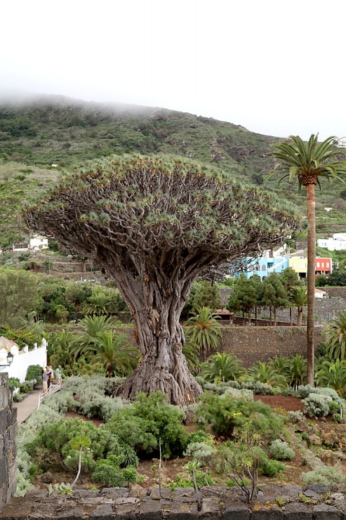 Apmeklējam Tenerifes pilsētiņu Icod de los Vinos, lai skatītu milzīgu pūķkoku Dracaena draco. Sadarbībā ar Tez Tour un airBaltic 329734