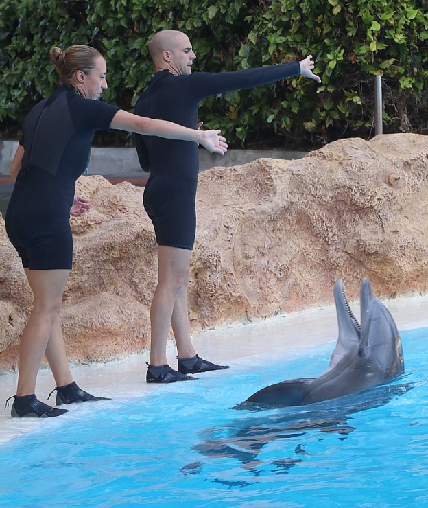Travelnews.lv apmeklē delfīnu izrādi Tenerifes zooloģiskajā dārzā «Loro Parque». Sadarbībā ar Tez Tour un airBaltic 329941