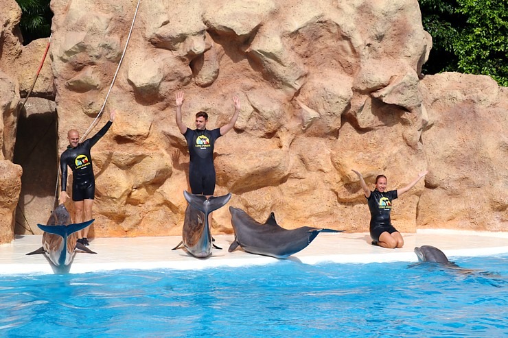 Travelnews.lv apmeklē delfīnu izrādi Tenerifes zooloģiskajā dārzā «Loro Parque». Sadarbībā ar Tez Tour un airBaltic 329942
