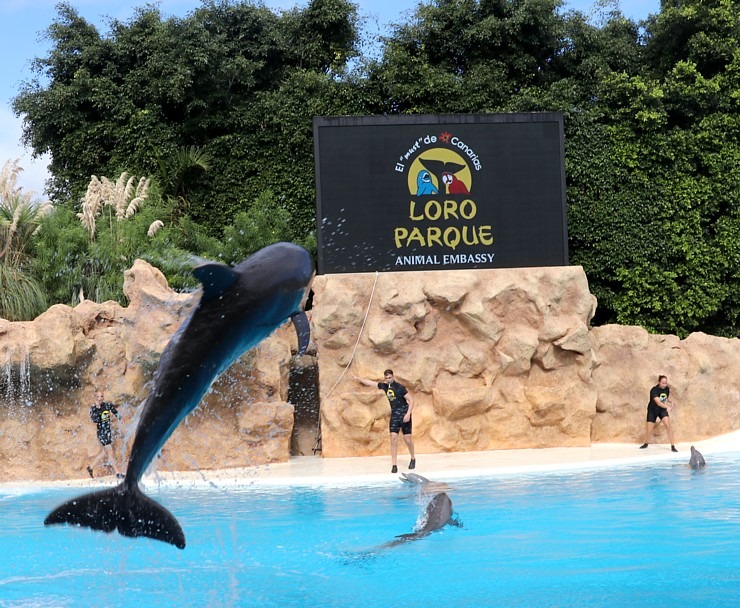 Travelnews.lv apmeklē delfīnu izrādi Tenerifes zooloģiskajā dārzā «Loro Parque». Sadarbībā ar Tez Tour un airBaltic 329944