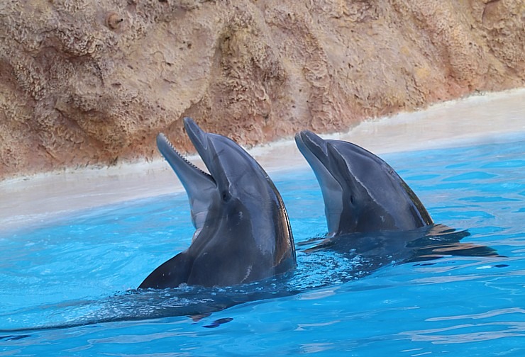 Travelnews.lv apmeklē delfīnu izrādi Tenerifes zooloģiskajā dārzā «Loro Parque». Sadarbībā ar Tez Tour un airBaltic 329947
