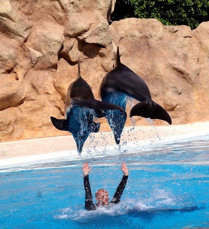 Travelnews.lv apmeklē delfīnu izrādi Tenerifes zooloģiskajā dārzā «Loro Parque». Sadarbībā ar Tez Tour un airBaltic 329934