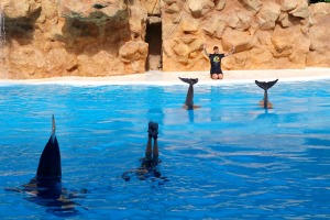 Travelnews.lv apmeklē delfīnu izrādi Tenerifes zooloģiskajā dārzā «Loro Parque». Sadarbībā ar Tez Tour un airBaltic 11