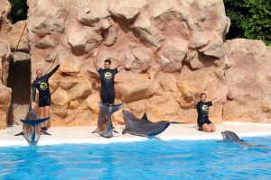 Travelnews.lv apmeklē delfīnu izrādi Tenerifes zooloģiskajā dārzā «Loro Parque». Sadarbībā ar Tez Tour un airBaltic 14