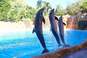 Travelnews.lv apmeklē delfīnu izrādi Tenerifes zooloģiskajā dārzā «Loro Parque». Sadarbībā ar Tez Tour un airBaltic 2