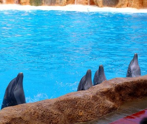 Travelnews.lv apmeklē delfīnu izrādi Tenerifes zooloģiskajā dārzā «Loro Parque». Sadarbībā ar Tez Tour un airBaltic 20